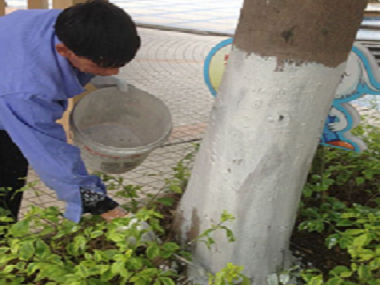 公園內(nèi)的樹(shù)木進(jìn)行防蟻工作