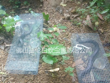 禪城文華公園捕蛇、抓蛇